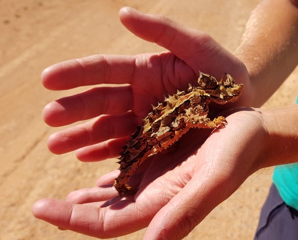 Home-Office ist chillig? Nicht, wenn man Tiere hat. Hier sind 19 Beweise
Ich war in der glücklichen Lage, mehrere solche Thorny Devils bei unserem Westaustralien-Trip anzutreffen. Diese waren zu meine ...