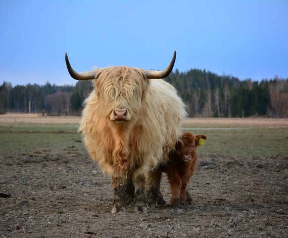cute news tier kuh schottisches hochlandrind

https://www.instagram.com/p/BEQzHyGSaZO/