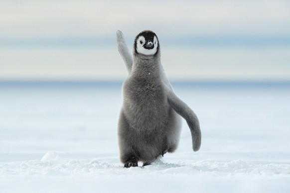 Thomas Vijayan, Antarctica