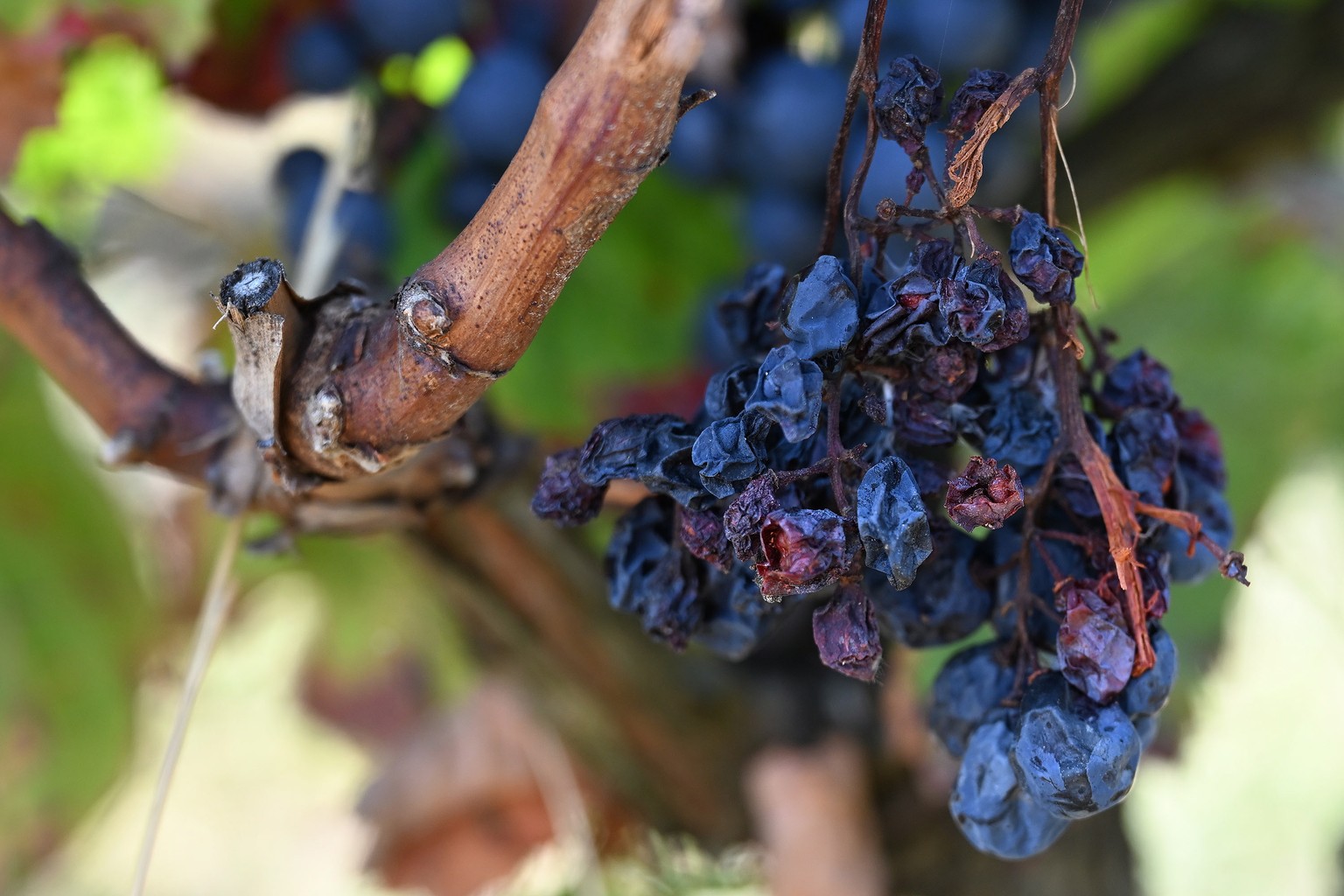 epa10817617 Mildew attacks both leaves and grapes in vineyards in St Michel-de-Lapujade, near Bordeaux, south-western France, 24 August 2023. Mildew, a micro-organism between algae and fungus wreaks h ...