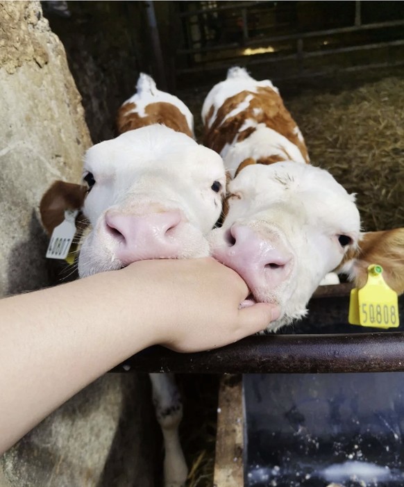 Herzige Kühe für Cute News