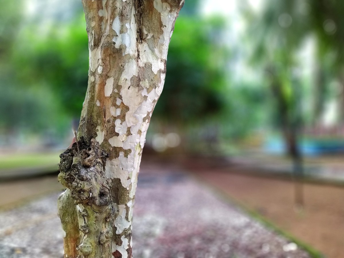 Der Bokeh-Effekt wirkt meist etwas künstlich.