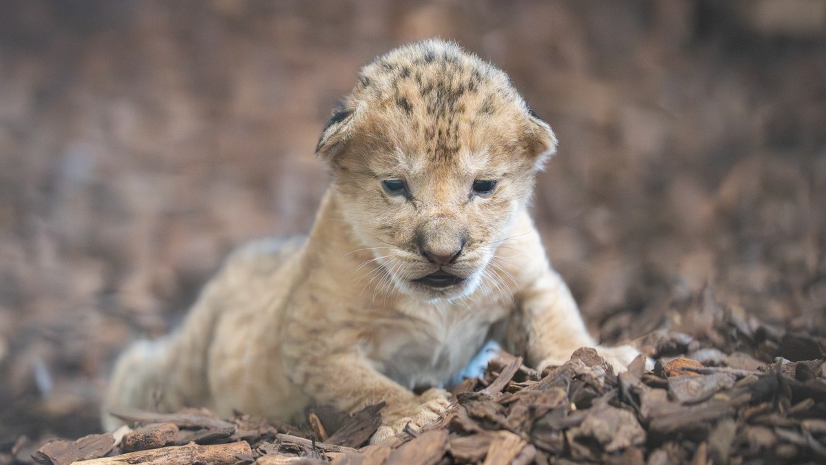 L-win-bringt-im-Walter-Zoo-in-Gossau-L-wenbaby-zur-Welt-