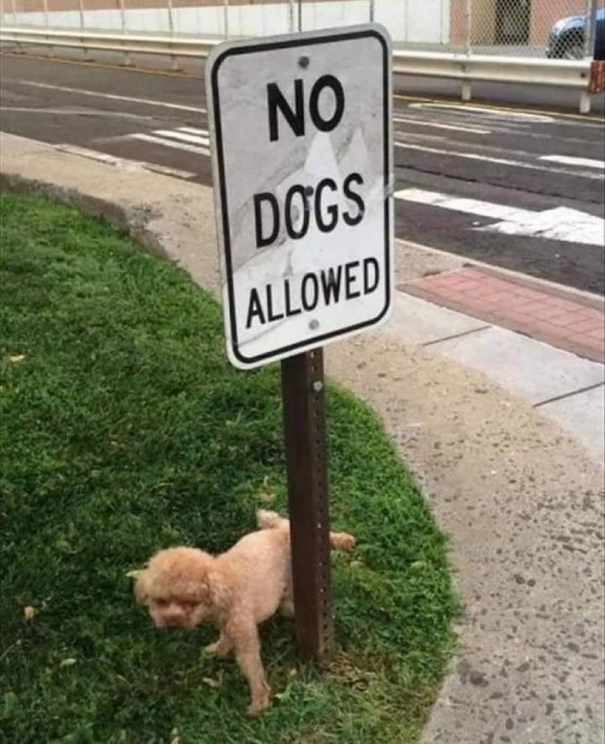 Faildienstag: Hund pieselt an Schild, wo drauf steht: Hunde verboten