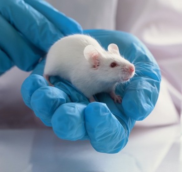 Labor maus mouse lab