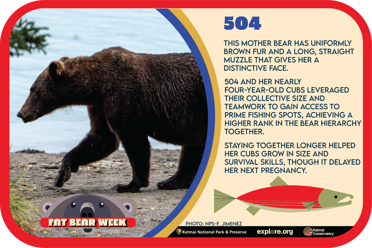 Bärin 504 bei «Fat Bear Week»