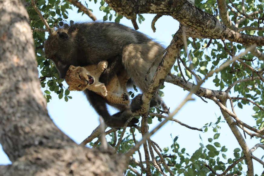 In this photo taken Saturday, Feb. 1, 2020, a male baboon carries a lion cub in a tree in South Africa's Kruger National Park. While the rest of the baboon troop settled down, the male â??moved from b ...