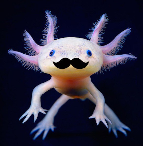 Ja, dieser Adler hat einen Schnurrbart. Zeit für lustige Tierbilder 🦅
Als Dankeschön für die namentliche Erwähnung bekommst du einen selbstgemachten Axolotl con Moustache