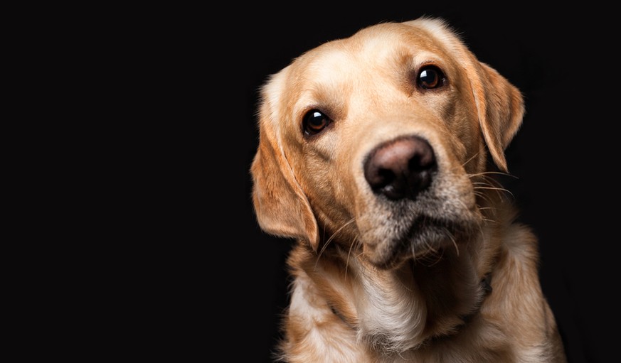 Werden Hunde alt und leiden unter Demenz, können sie ihre Stubenreinheit verlieren.