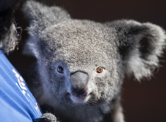 Koala Weibchen Pippa lebt seit M