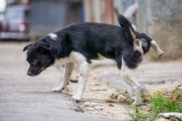 Die Massnahme betreffe nur Besitzer, deren Tiere etwa auf Gehwege urinierten.