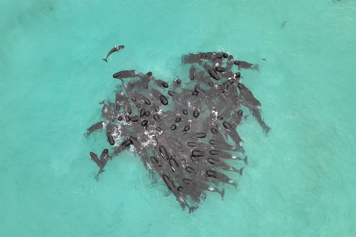 epa10768915 A handout photo made available by Western Australia's state Department of Biodiversity, Conservation and Attractions shows a pod of whales swimming off the West Australian coast formi ...
