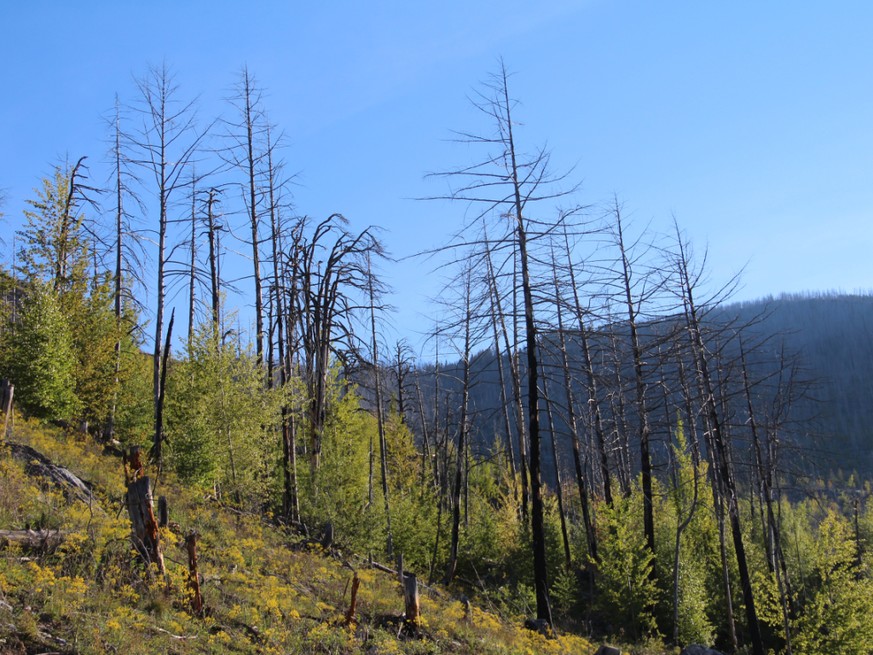 Die Gerippe abgebrannter Bäume zeugen noch vom Waldbrand bei Leuk VS im Jahr 2003. Um sie herum ist das Leben jedoch mit Macht zurückgekehrt.