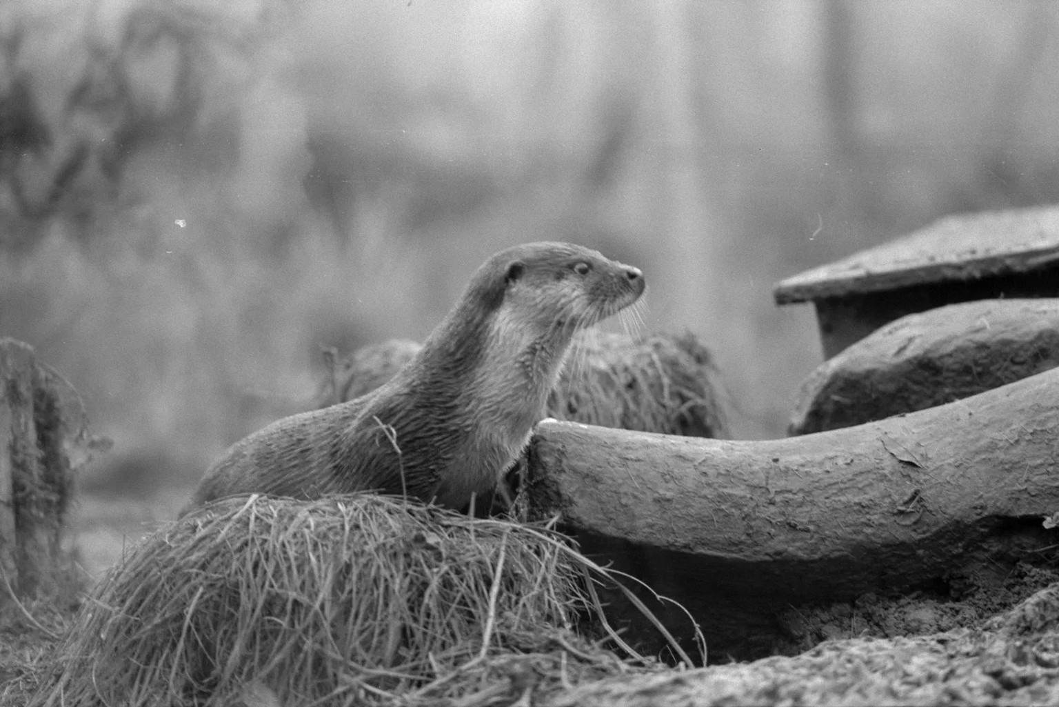 Ein Fischotter im Zoo Zürich, 1985.
https://ba.e-pics.ethz.ch/#main-search-text=fischotter&amp;main-search-mode=and&amp;detail-asset=09d155b8-701b-427b-8b3a-d254a006c67b