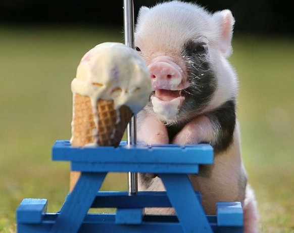 Minipig isst ein Eis. Ob das gesund für das Schweinchen ist?