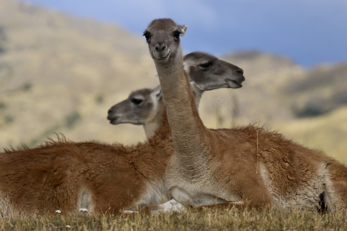 Guanacos sit during a signing ceremony in Patagonia Park, Monday, Jan. 29, 2018. Chile's president signed decrees creating vast new national parks using lands donated by the Tompkins Conservation ...
