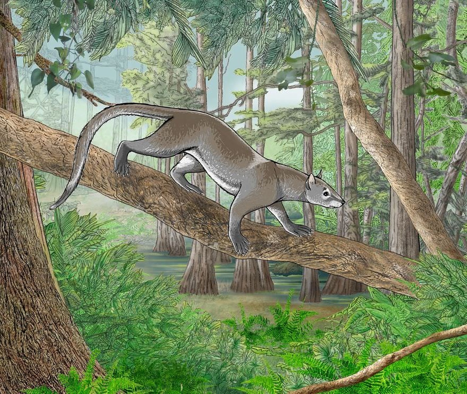 Reconstruction of Dormaalocyon latouri.
https://commons.wikimedia.org/w/index.php?curid=101754663
