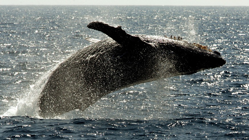 FILE - In this Jan. 23, 2005 file photo, a humpback whale leaps out of the water in the channel off the town of Lahaina on the island of Maui in Hawaii. The federal government is proposing removing mo ...