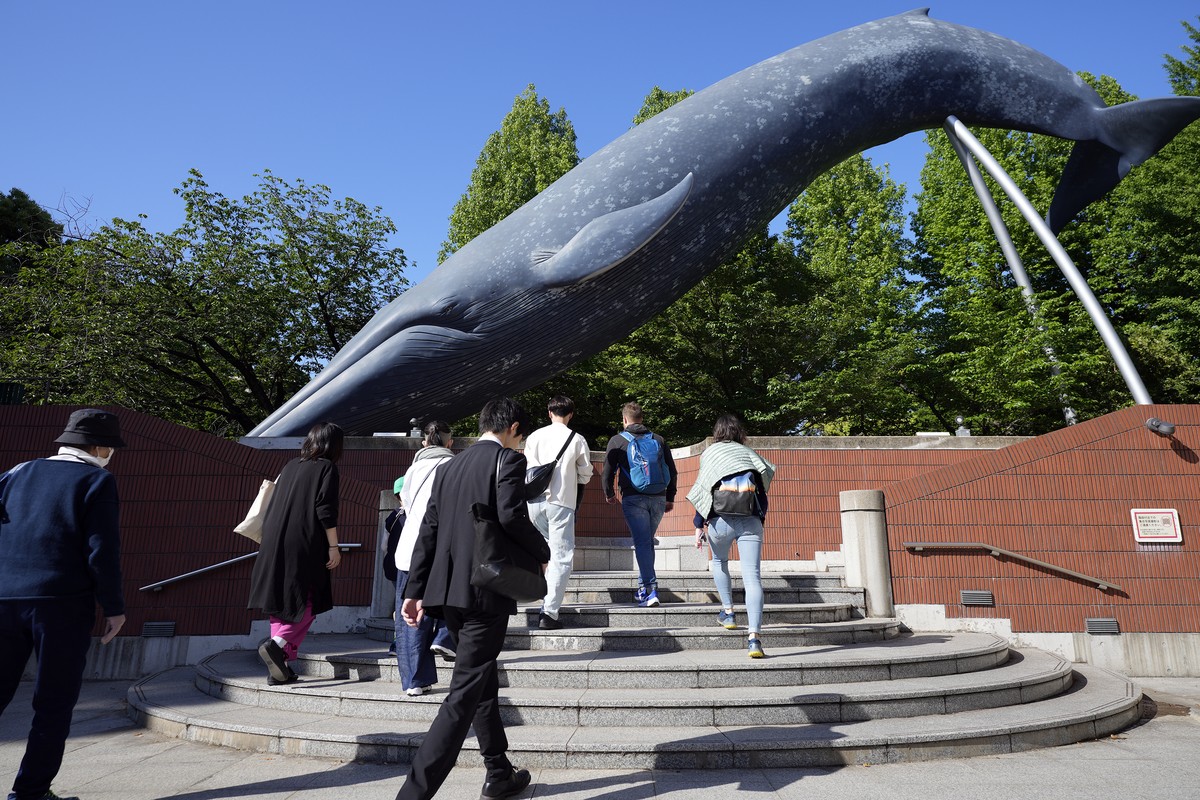 People walk nearby a life size model of a whale displayed at the National Science Museum, Thursday, May 9, 2024, in Tokyo. Japan's Fisheries Agency on Thursday said it has proposed a plan to allo ...
