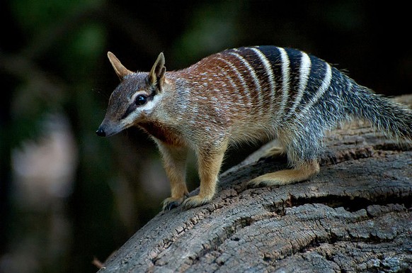 Numbat