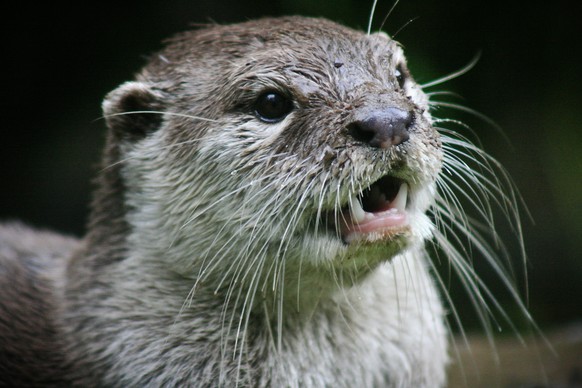 Otter
Cute News
https://www.flickr.com/photos/liesforaliar/6187900445