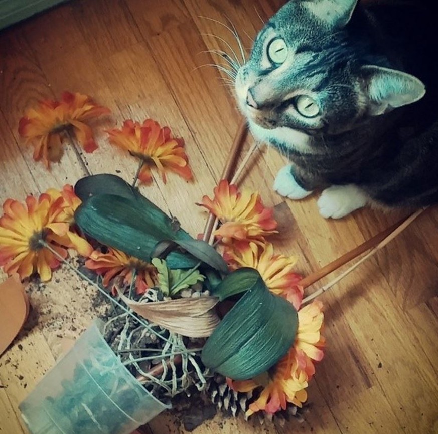 10 geniale Ausreden für Katzenbesitzer in Not