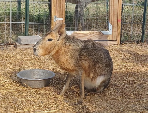cute news tier patagonian maras Großer Pampashase

https://www.reddit.com/r/Awwducational/comments/12b0kmv/argentinas_patagonian_maras_only_go_into_estrus/