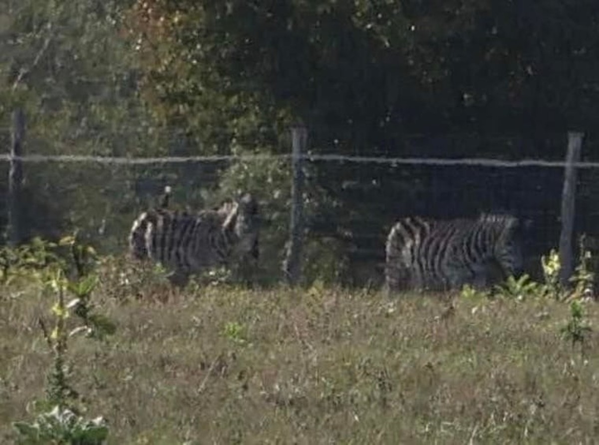 Des zèbres dans le zoo du premier ministre.