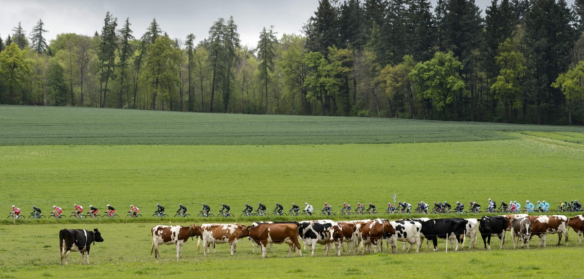epa04189761 The pack of cyclists ride in front of cows during the 4th stage, a 173,1 km race from Fribourg to Fribourg, at the 68th Tour de Romandie UCI ProTour cycling race in Posieux, Switzerland, 0 ...