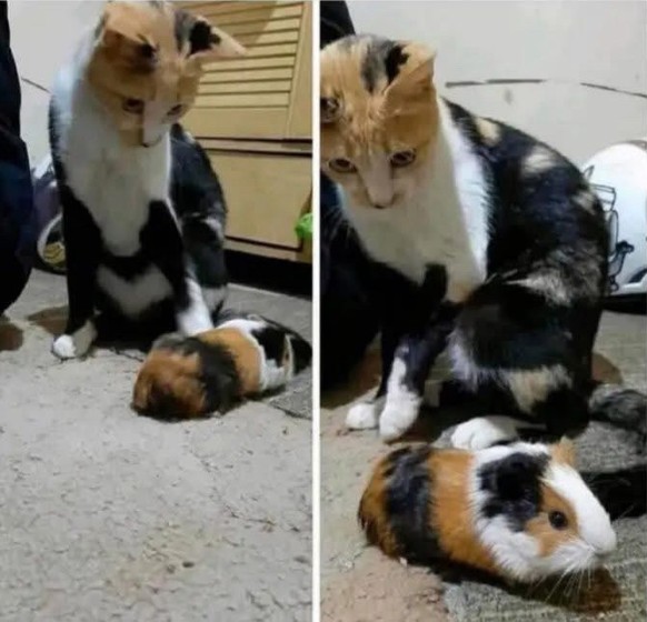 cute news tier katze meerschweinchen

https://imgur.com/gallery/whadya-think-of-new-routine-drTkwIT#/t/aww
