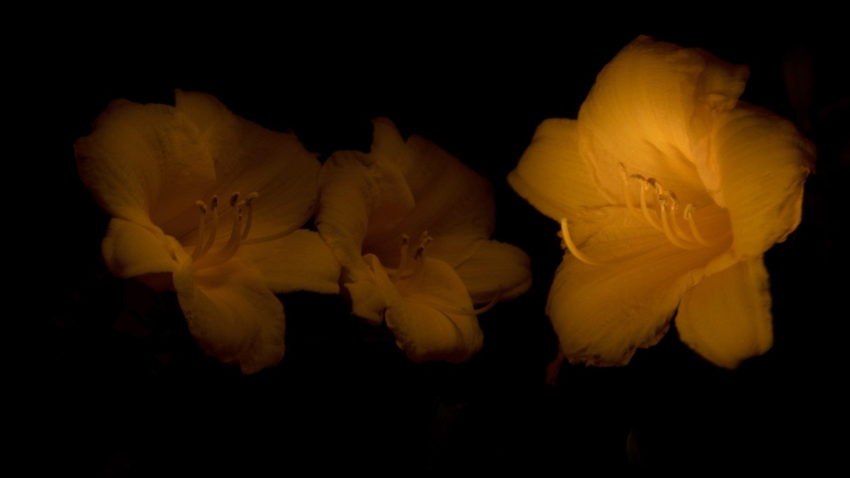 Taglilie (Hemerocallis x cultorum)