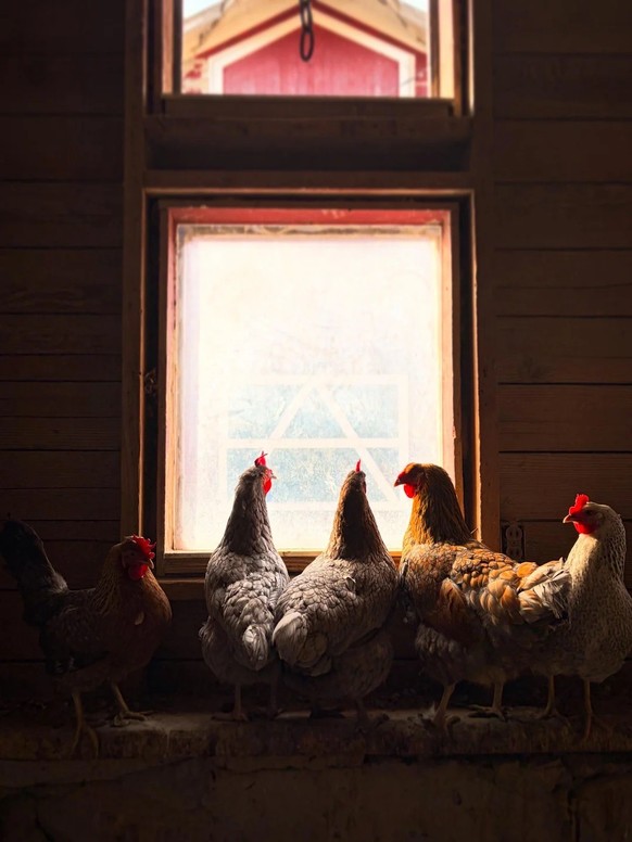 AccidentalRenaissance
Window chickens

https://www.reddit.com/media?url=https%3A%2F%2Fpreview.redd.it%2Fwindow-chickens-v0-wugmb4krj0sg1.jpeg%3Fwidth%3D1080%26crop%3Dsmart%26auto%3Dwebp%26s%3D65c97cb6 ...