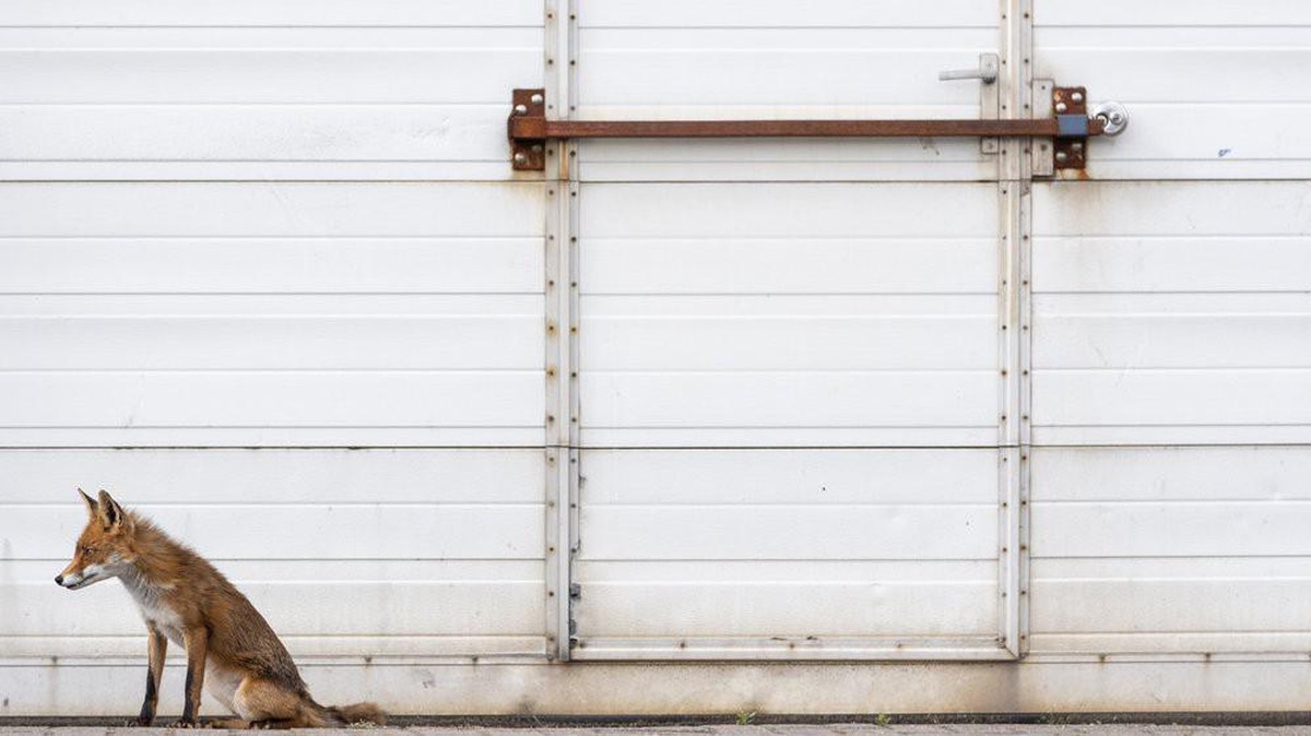 World Nature Photography Awards 2021: Urban Wildlife, 3. Platz, Alex Pansier, Netherlands. Fox, Netherlands.