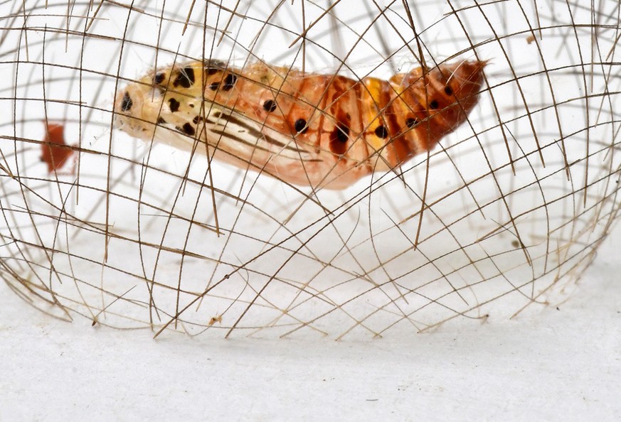 15 Bilder, die zeigen, wie wunderschön und gleichzeitig brutal die Natur ist