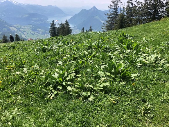 Blacken auf der Alp Rotenflue oberhalb des Vierwaldstättersees.