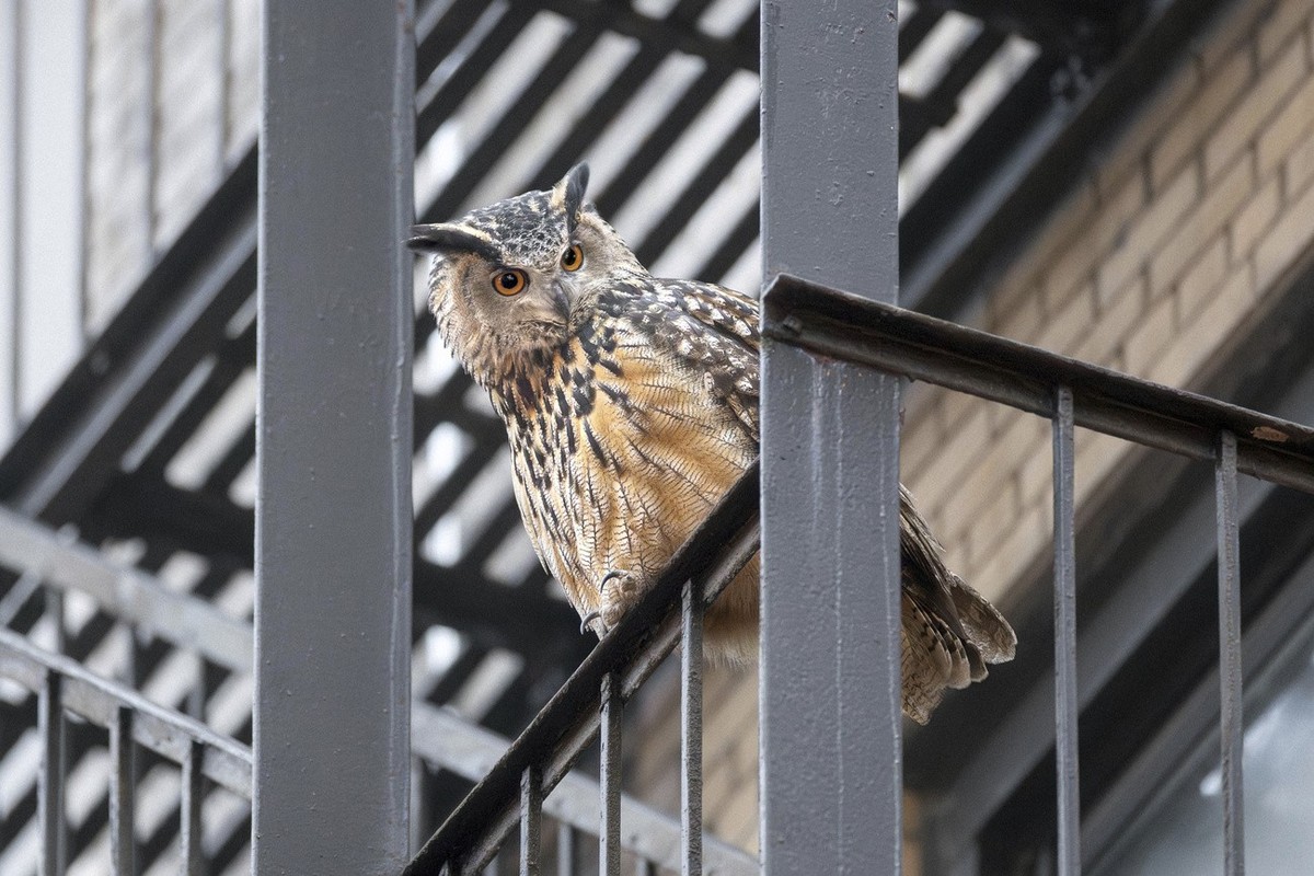 Falco était synonyme d'émancipation pour la population new-yorkaise. (Courtesy David Lei via AP)
