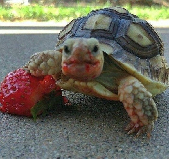 cute news tier schildkrote

https://ch.pinterest.com/pin/1121888957185074863/