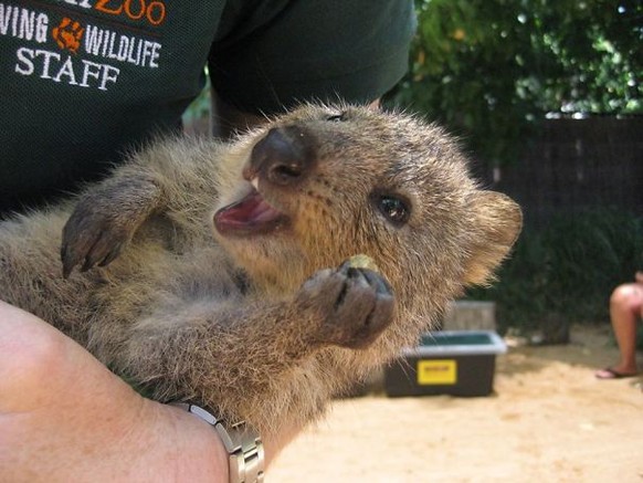 Quokka
Cute News