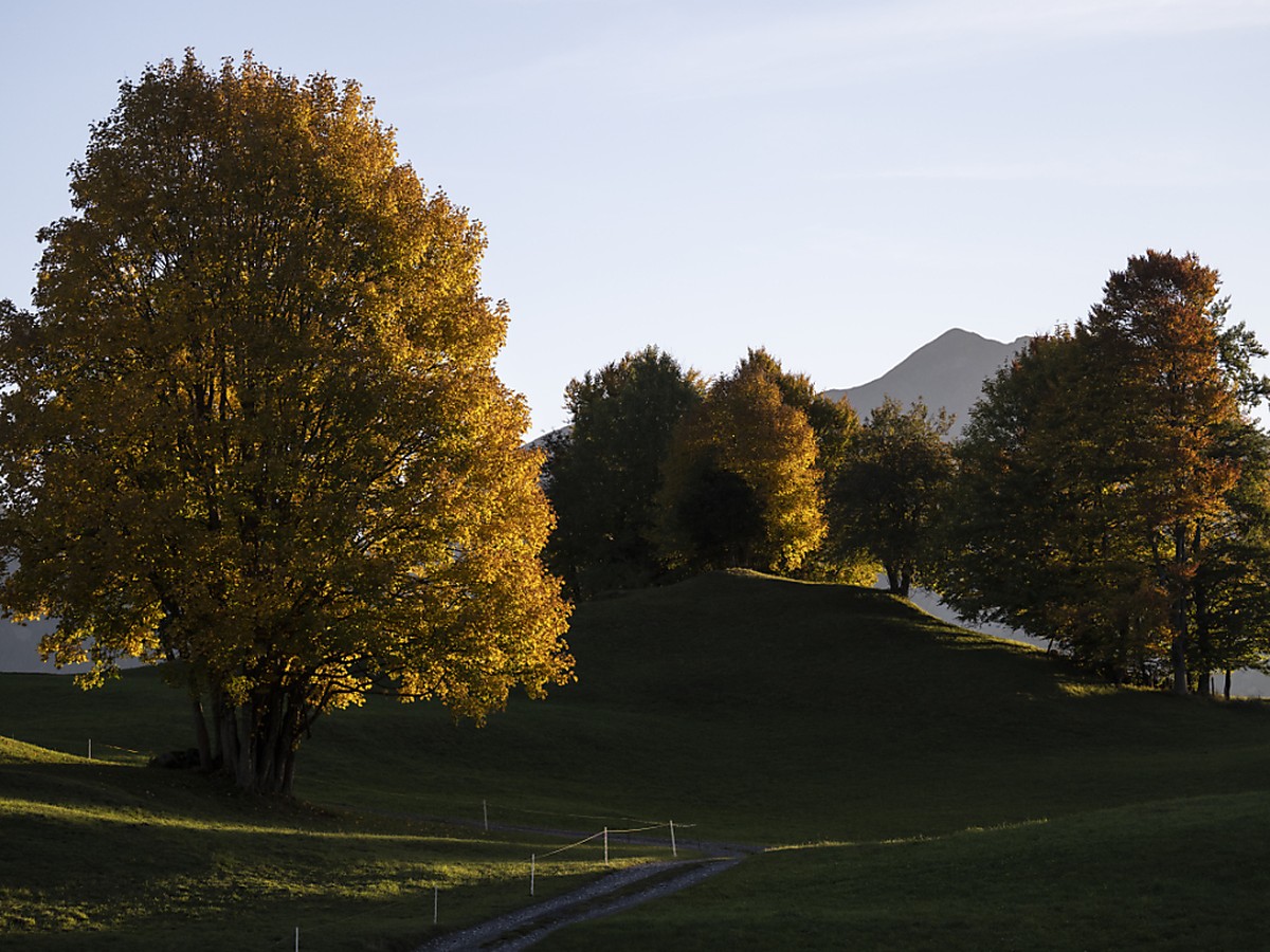 Les arbres et la flore ont �t� fortement impact�s par la chaleur exceptionnelle en cette ann�e 2022.