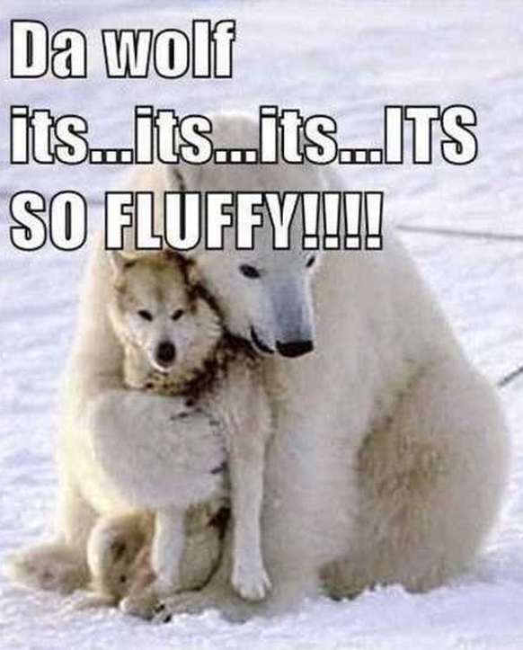 Eisbär knuddelt mit Wolf.
Cute News.
http://thefunnybeaver.com/funny-animals-youre-sure-love/