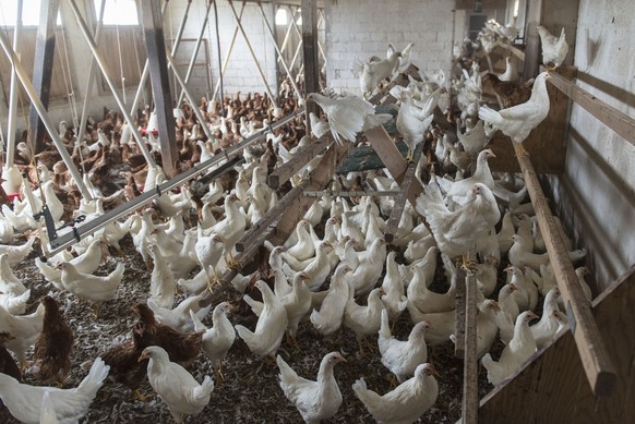 A coop with young laying hens which will begin to lay eggs in four weeks&#039; time, pictured on June 3, 2013, in the free-range eggs production facility on the chicken farm of Paul von Euw in Obergla ...