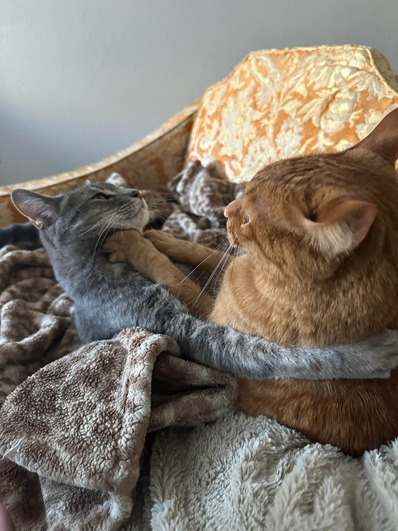 cute news tier katzen

https://www.reddit.com/r/CatsBeingCats/comments/1mipyzn/my_roommates_are_so_weird/