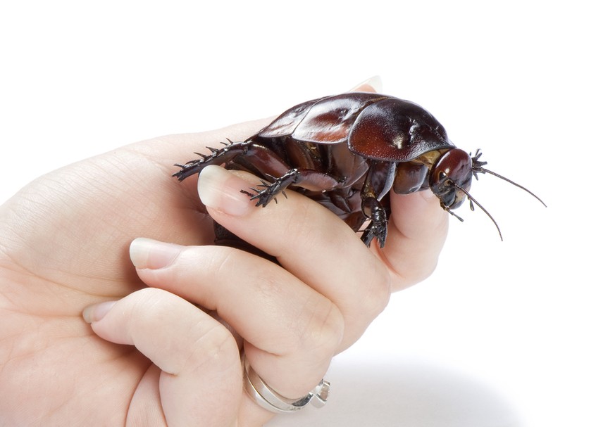 Macropanesthia rhinoceros, Australische Rhinozeros-Kakerlake, Giant burrowing cockroach