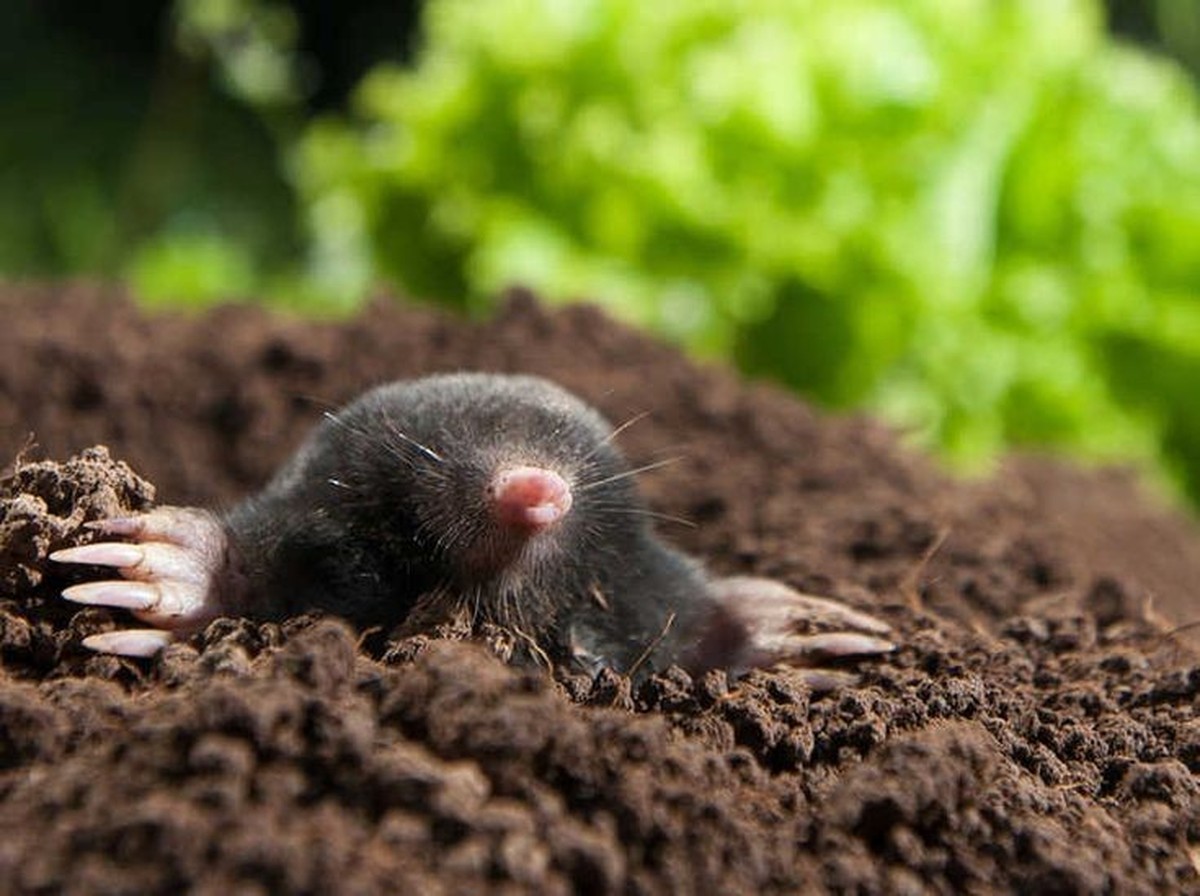 cute news tier maulwurf

https://ch.pinterest.com/pin/1121888957180033443/