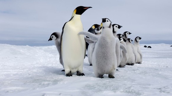 Emperor Penguin, Aptenodytes forsteri, adults and chicks at colony Snow Hill Island, Antarctica. (Photo by: David Tipling/Education Images/Universal Images Group via Getty Images)