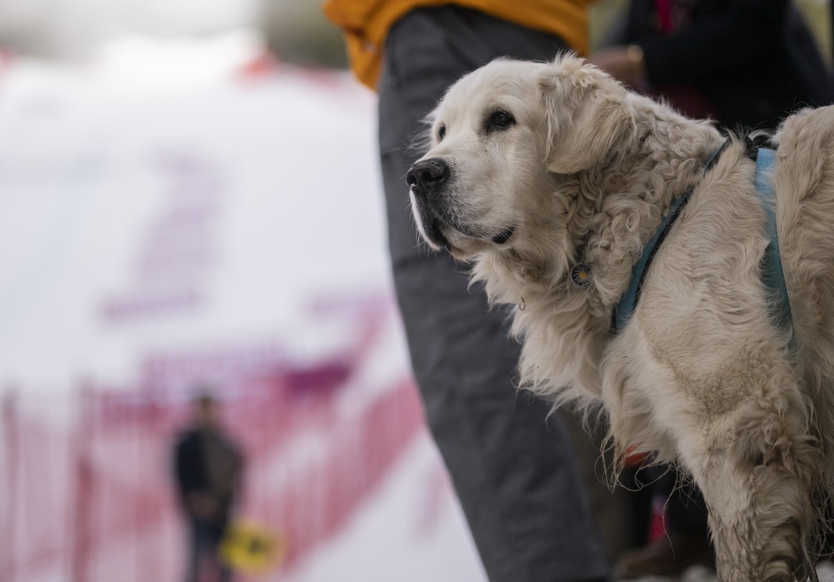 Un chien golden retriever (image d'illustration).