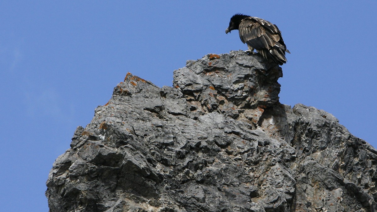 ARCHIV -- Der am Dienstag 13. Mai 2008 in die freie Wildbahn entlassene Bartgeier Namens Blick geniesst im Nationalpark in der Naehe des Ofenpasses das herrliche Flugwetter und seine Freiheit. (KEYSTO ...