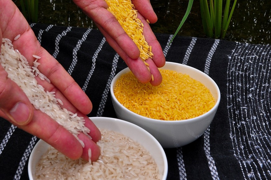 Goldener Reis (hinten), Golden Rice