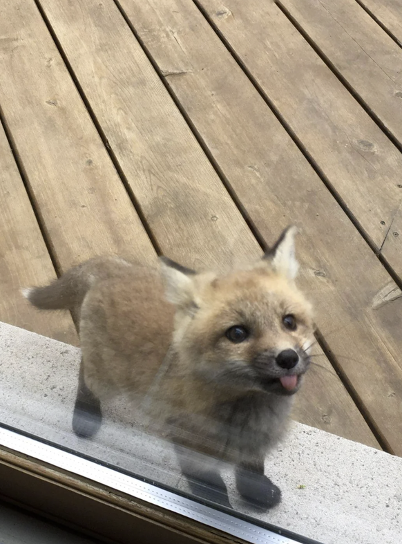 Die lustigsten Tierbilder der Woche: Fuchs