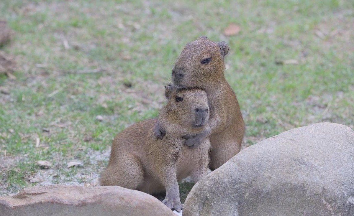 cute new tier capybara

https://www.reddit.com/r/capybara/comments/14vw0wx/good_morning_i_hope_everyone_has_an_amazing_monday/